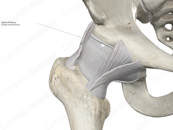 Head of Femur 