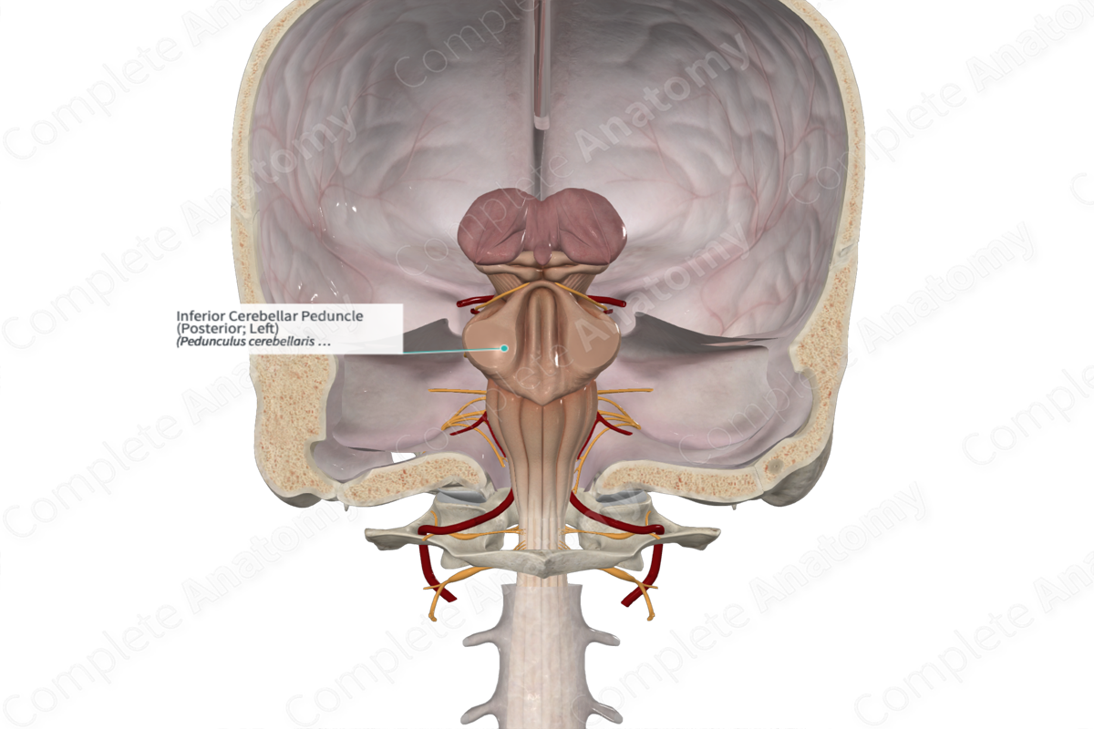 Inferior Cerebellar Peduncle (Posterior; Left)