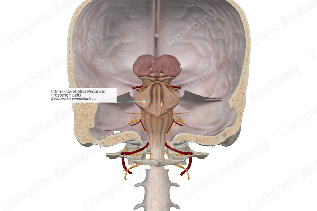 Inferior Cerebellar Peduncle (Posterior; Left) | Complete Anatomy