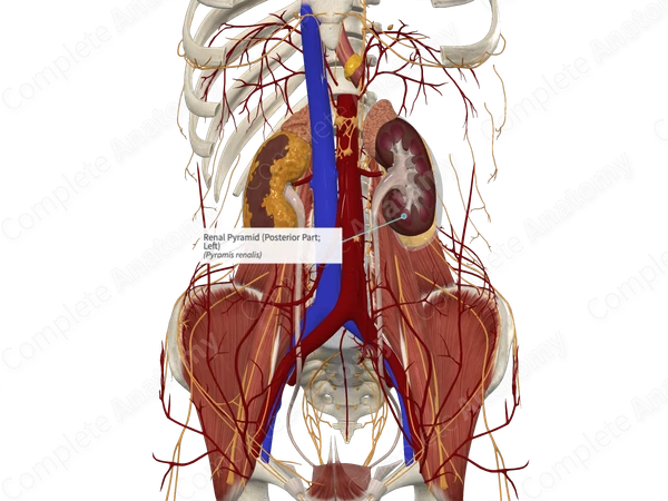 Renal Pyramid (Posterior Part; Left)