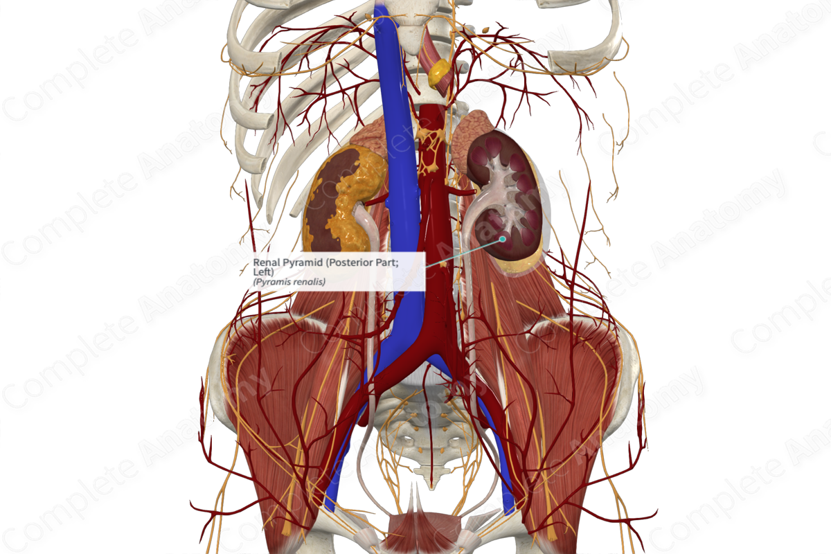 Renal Pyramid (Posterior Part; Left)