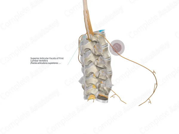 Superior Articular Facets of First Lumbar Vertebra