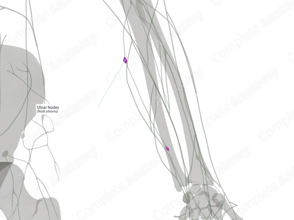 Ulnar Nodes (Right)
