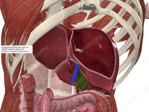 Longitudinal Muscular Layer of Small intestine (Jejunum)
