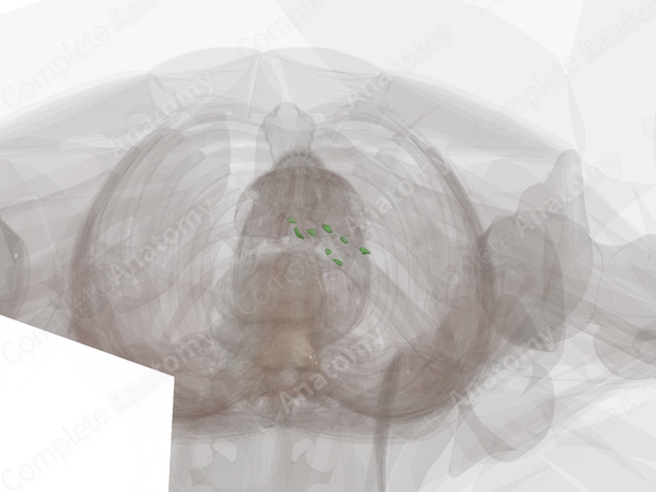 Common Iliac Nodes (Left)