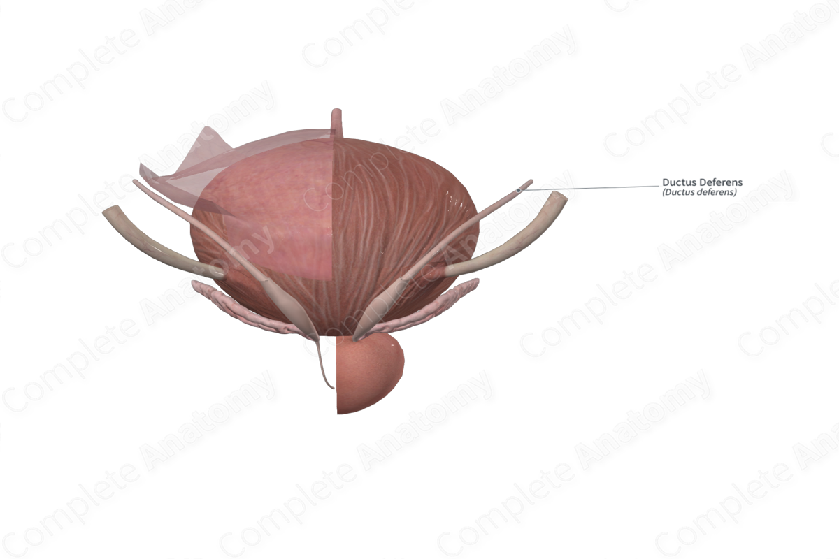 Ductus Deferens