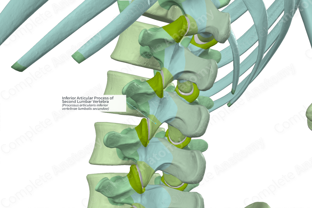 Inferior Articular Process of Second Lumbar Vertebra (Left)