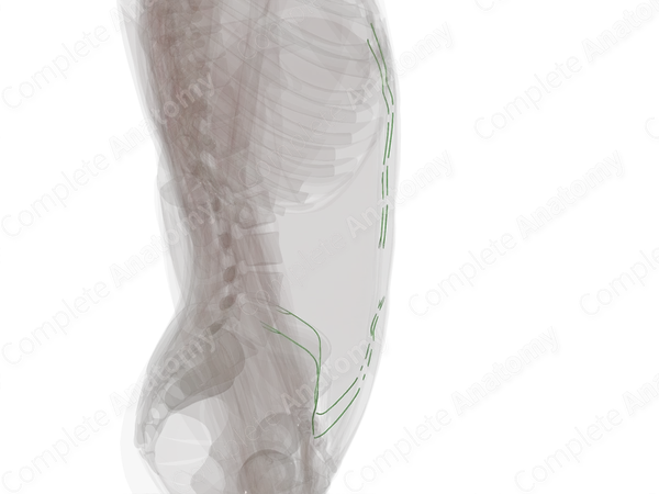 Deep Lymph Vessels of Abdominal Wall