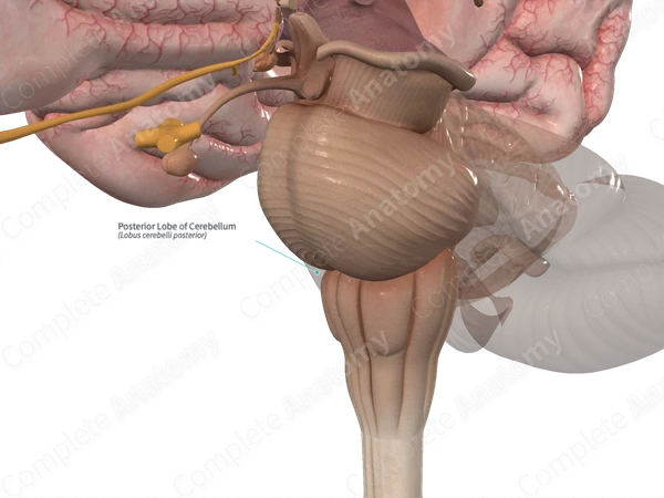 Posterior Lobe of Cerebellum 