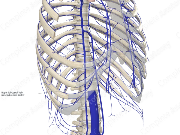 Right Subcostal Vein