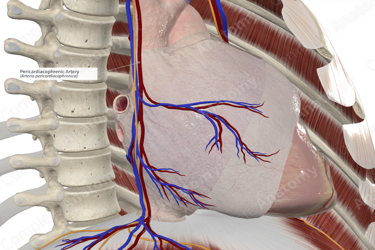 Pericardiacophrenic Artery 