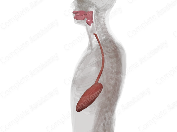 Upper Digestive Canal