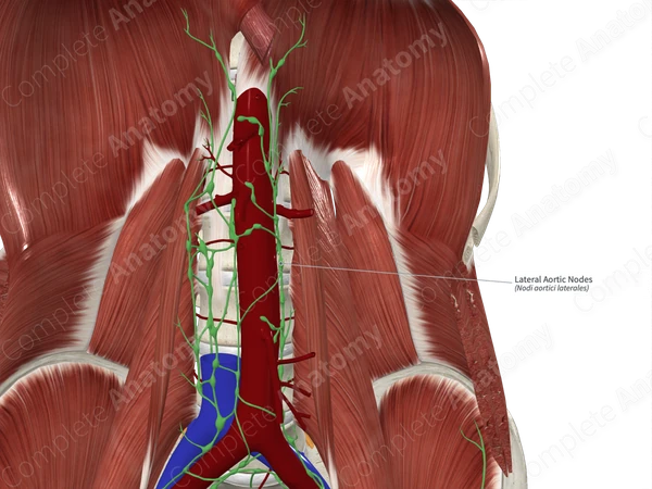 Lateral Aortic Nodes