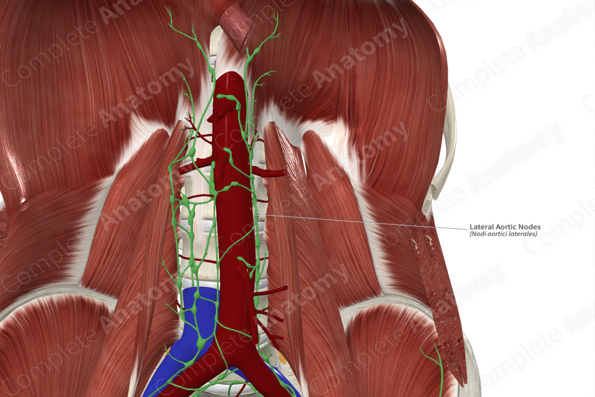 Lateral Aortic Nodes