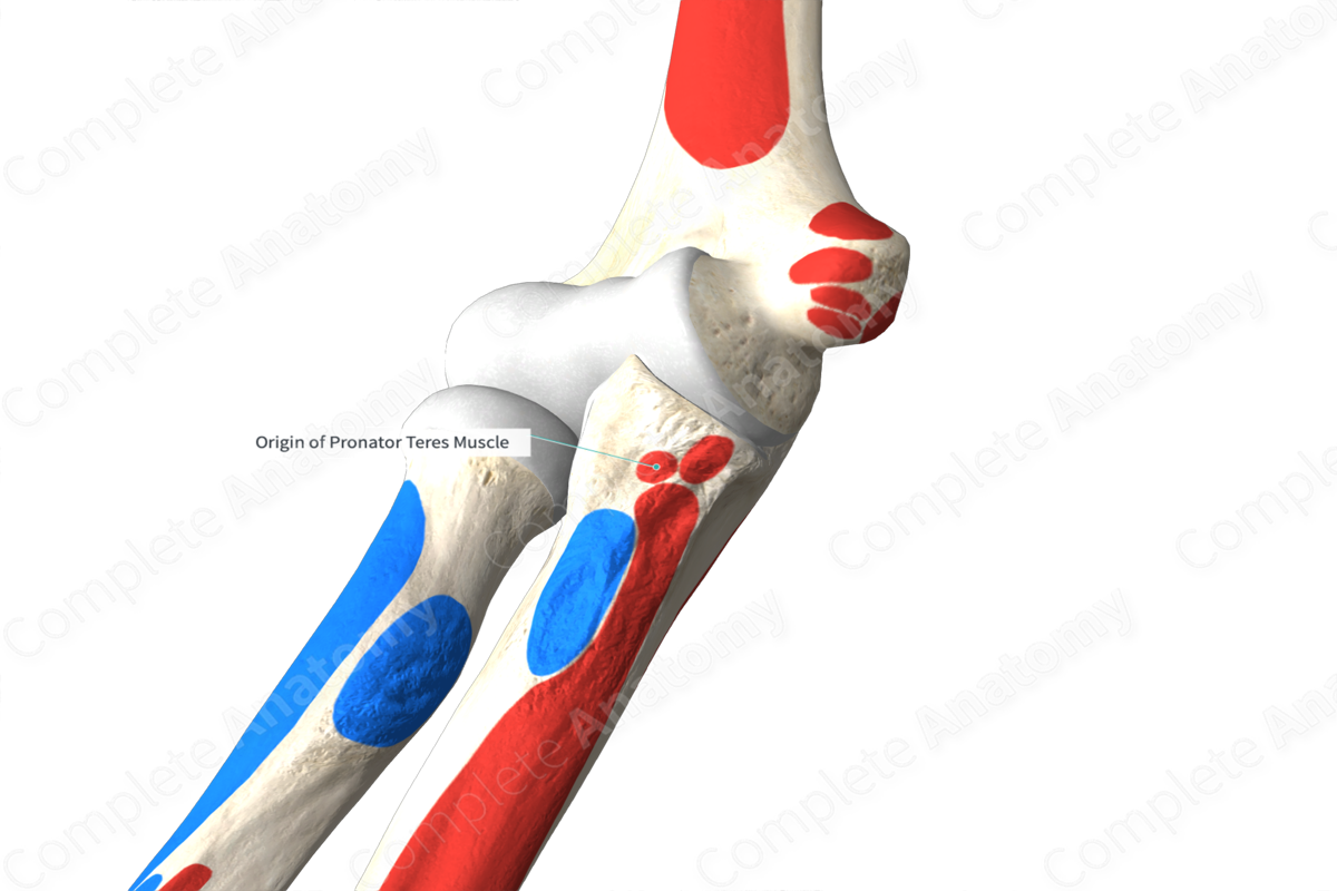 Origin Of Pronator Teres Muscle | Complete Anatomy