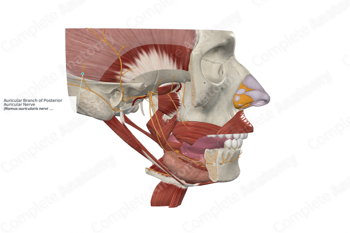 Auricular Branch of Posterior Auricular Nerve 