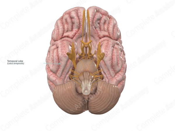 Temporal Lobe 