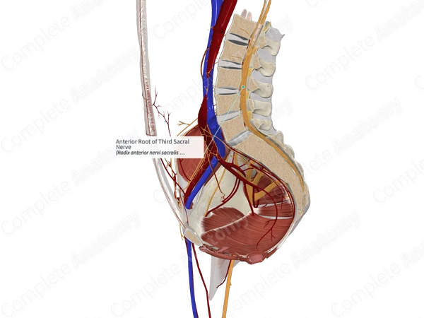 Anterior Root of Third Sacral Nerve