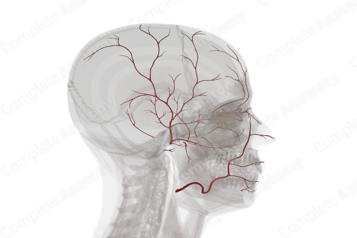 Arteries of Face & Scalp (Left)