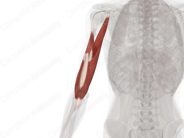Anterior Compartment of Arm (Left)