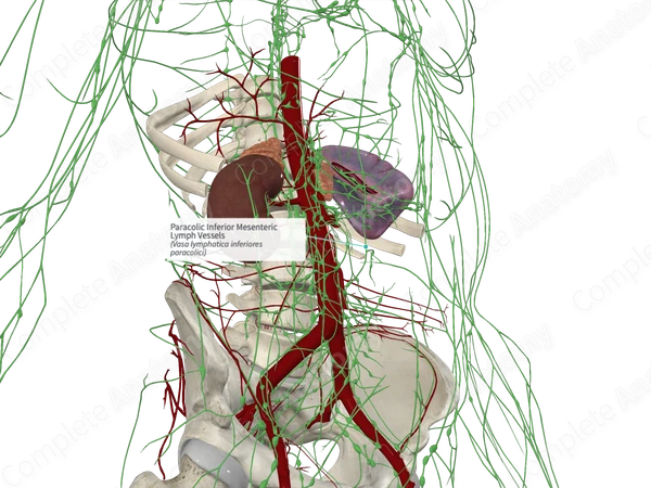 Paracolic Inferior Mesenteric Lymph Vessels