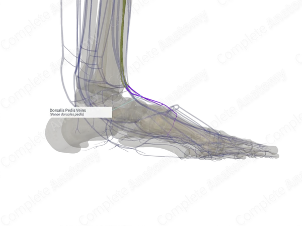 Dorsalis Pedis Veins (Left)