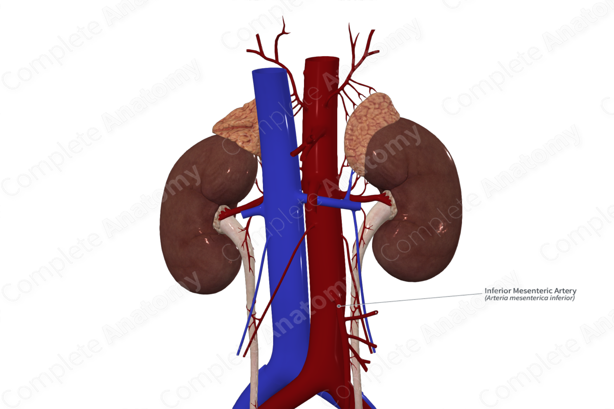 Inferior Mesenteric Artery