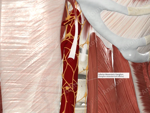 Inferior Mesenteric Ganglion