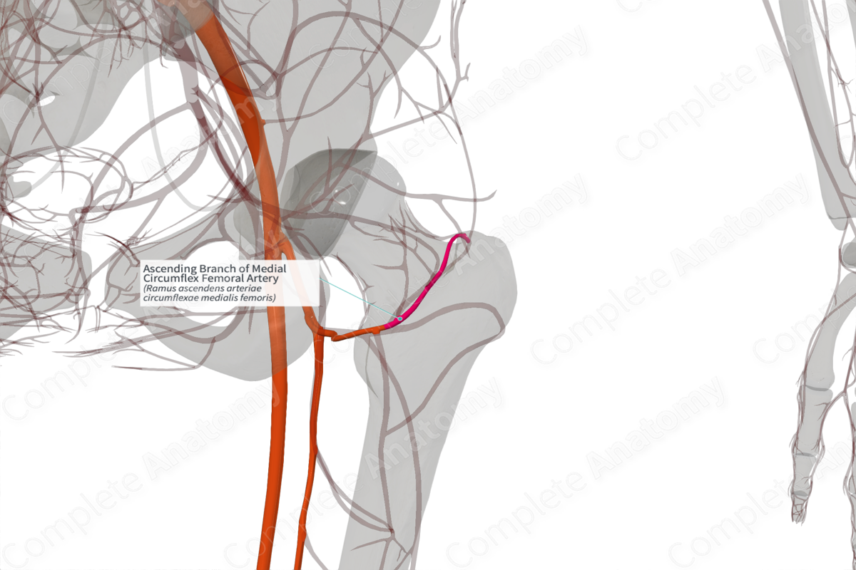 Ascending Branch of Medial Circumflex Femoral Artery (Left)