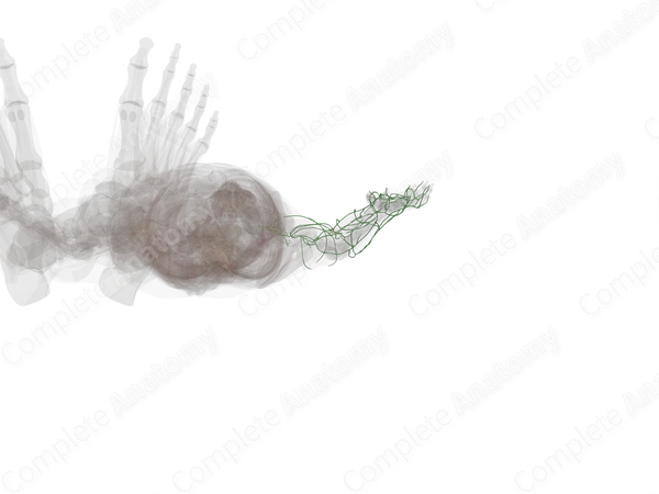 Lymph Vessels of Upper Limb (Left)