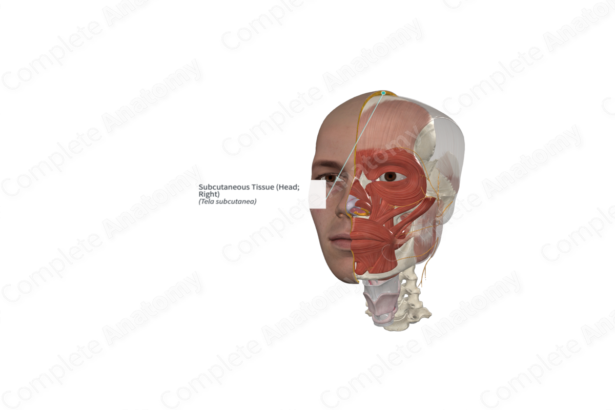 Subcutaneous Tissue (Head; Right)