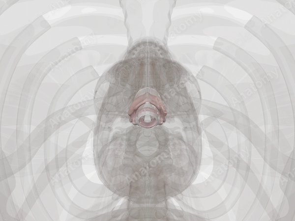 Larynx