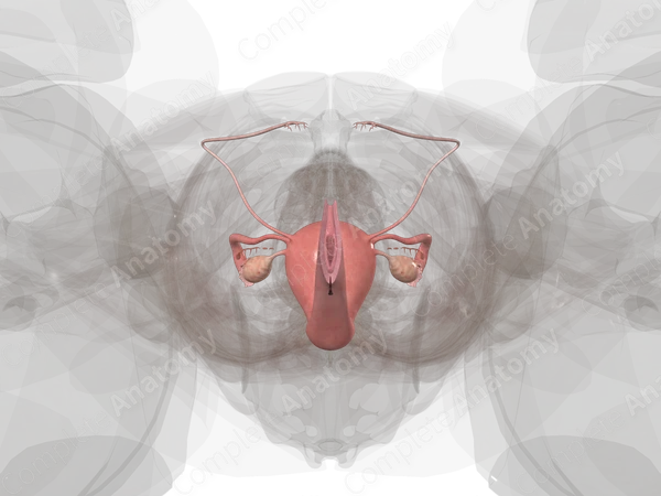 Female Internal Genitalia