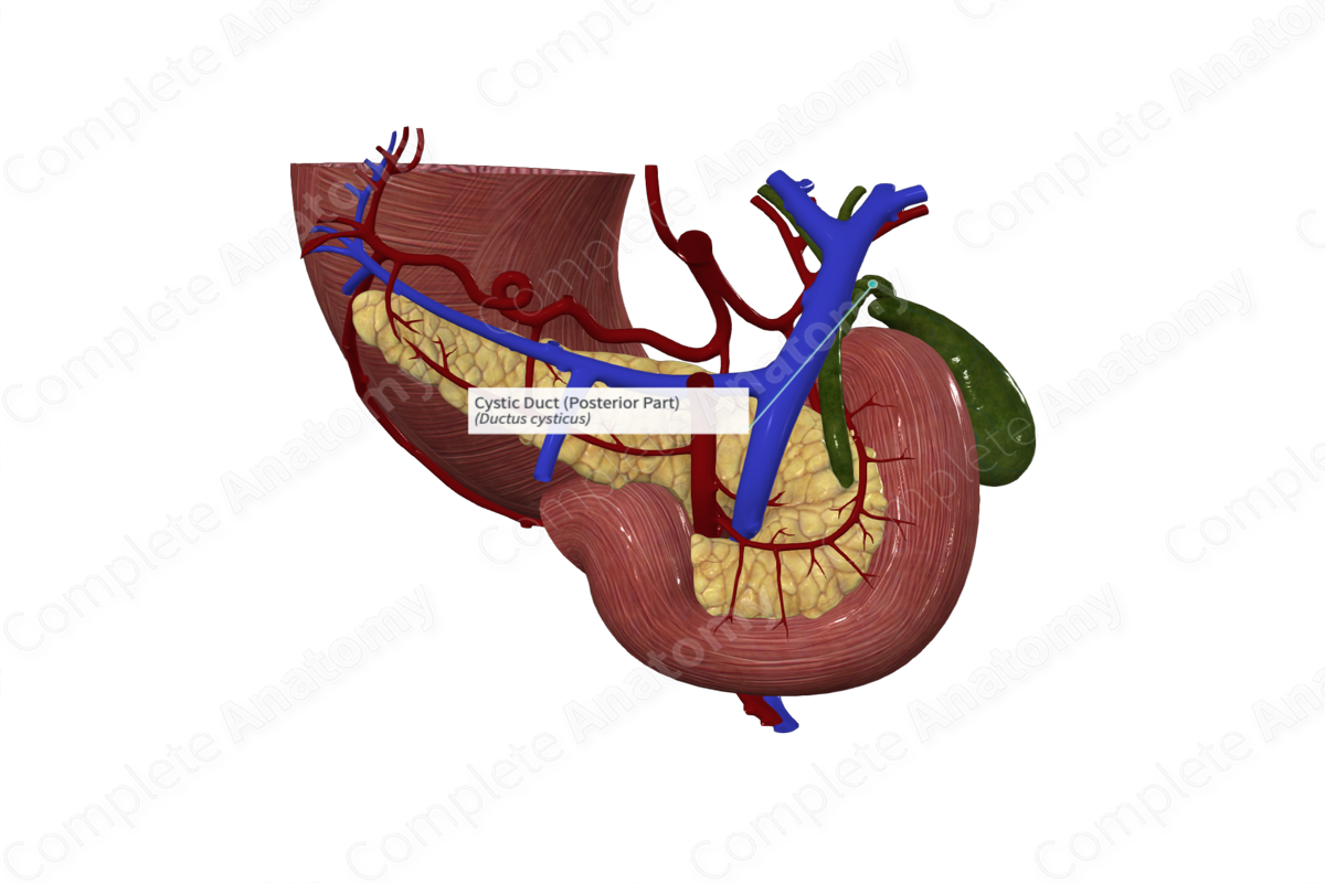 Cystic Duct (Posterior Part)