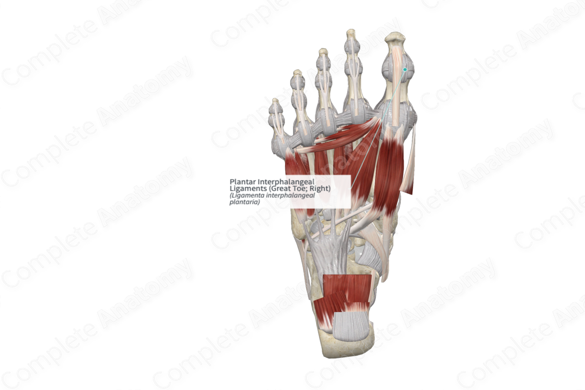 Plantar Interphalangeal Ligaments (Great Toe; Right)