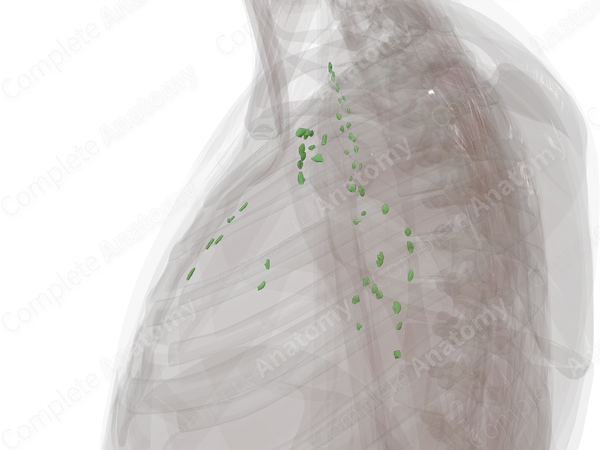 Mediastinal Lymph Nodes