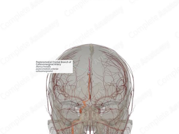 Posteromedial Frontal Branch of Callosomarginal Artery (Left)