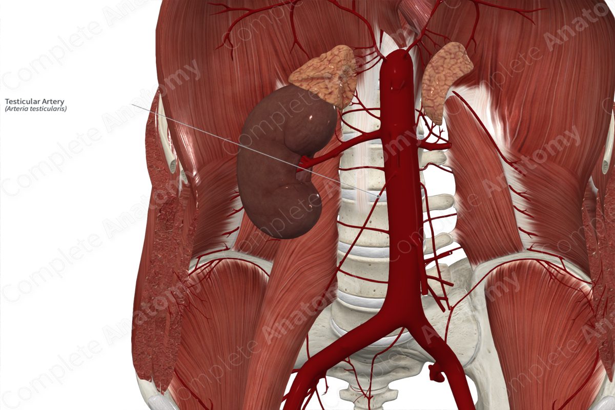 Testicular Artery 