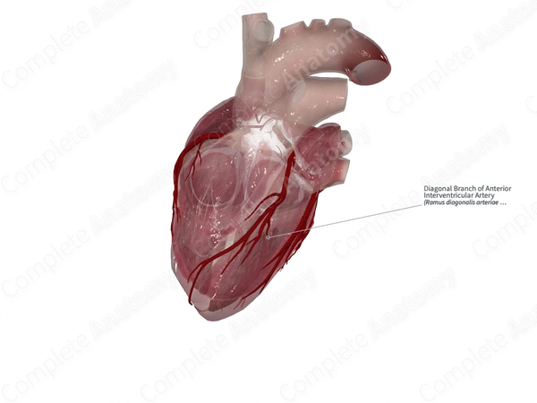 Diagonal Branch of Anterior Interventricular Artery