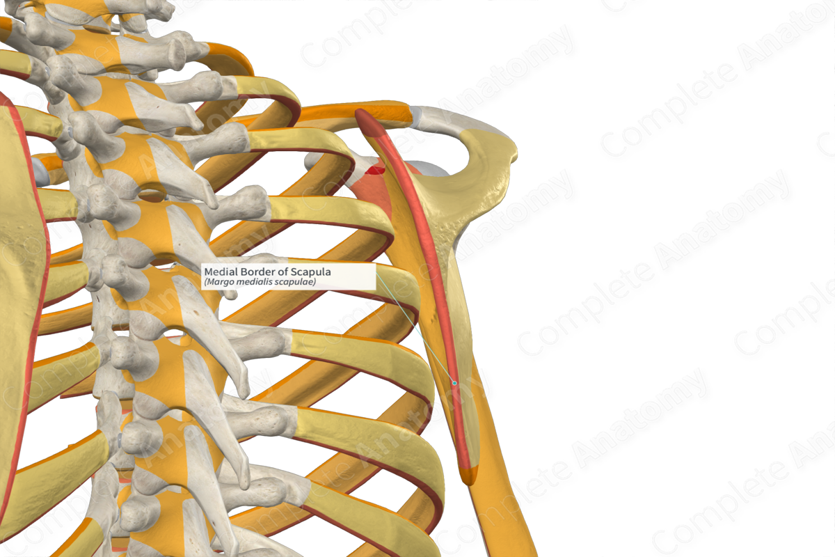Medial Border of Scapula Complete Anatomy