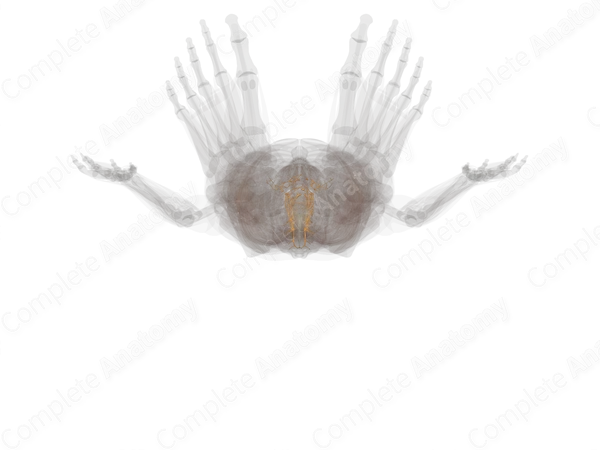 Thoracolumbar Part of Autonomic Division