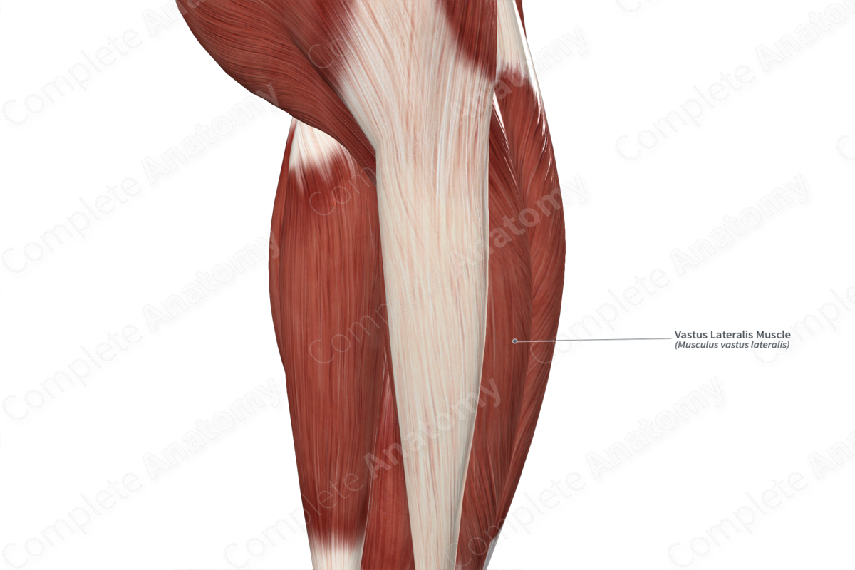 Vastus Lateralis Muscle 