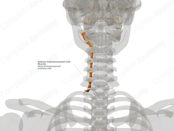 Anterior Intertransversarii Colli Muscles (Right)