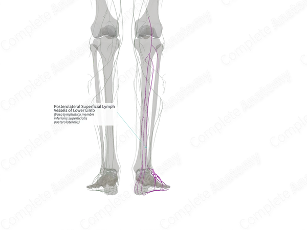 Posterolateral Superficial Lymph Vessels of Lower Limb (Right)
