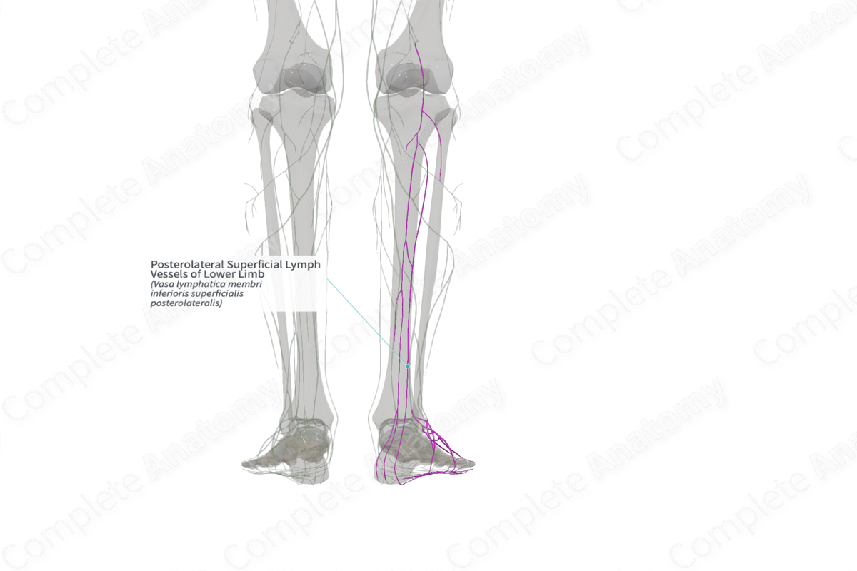 Posterolateral Superficial Lymph Vessels of Lower Limb (Right)