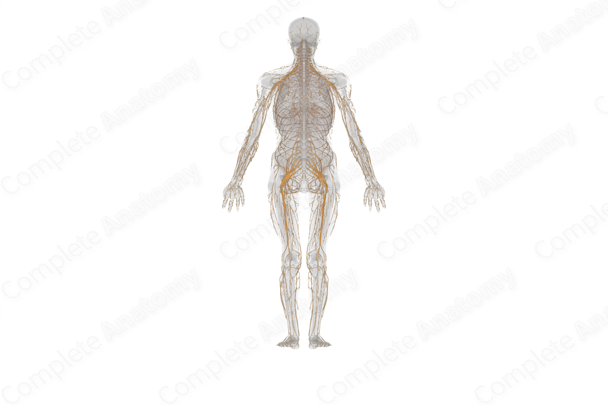 Complete Anatomy Biology Diagrams