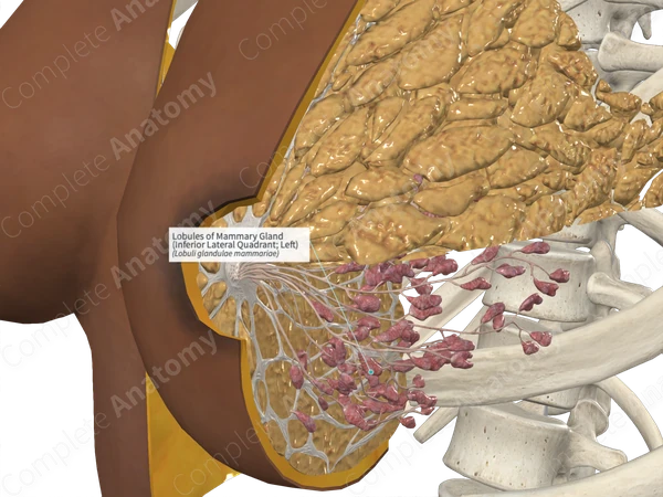 Lobules of Mammary Gland (Inferior Lateral Quadrant; Left)