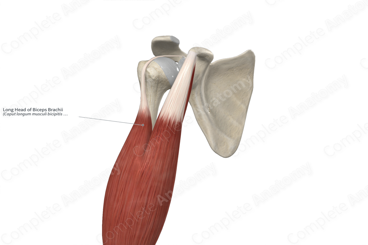 Long Head Of Biceps Brachii Complete Anatomy 3662