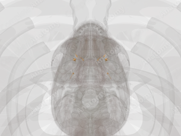 Cranial Part of Autonomic Division