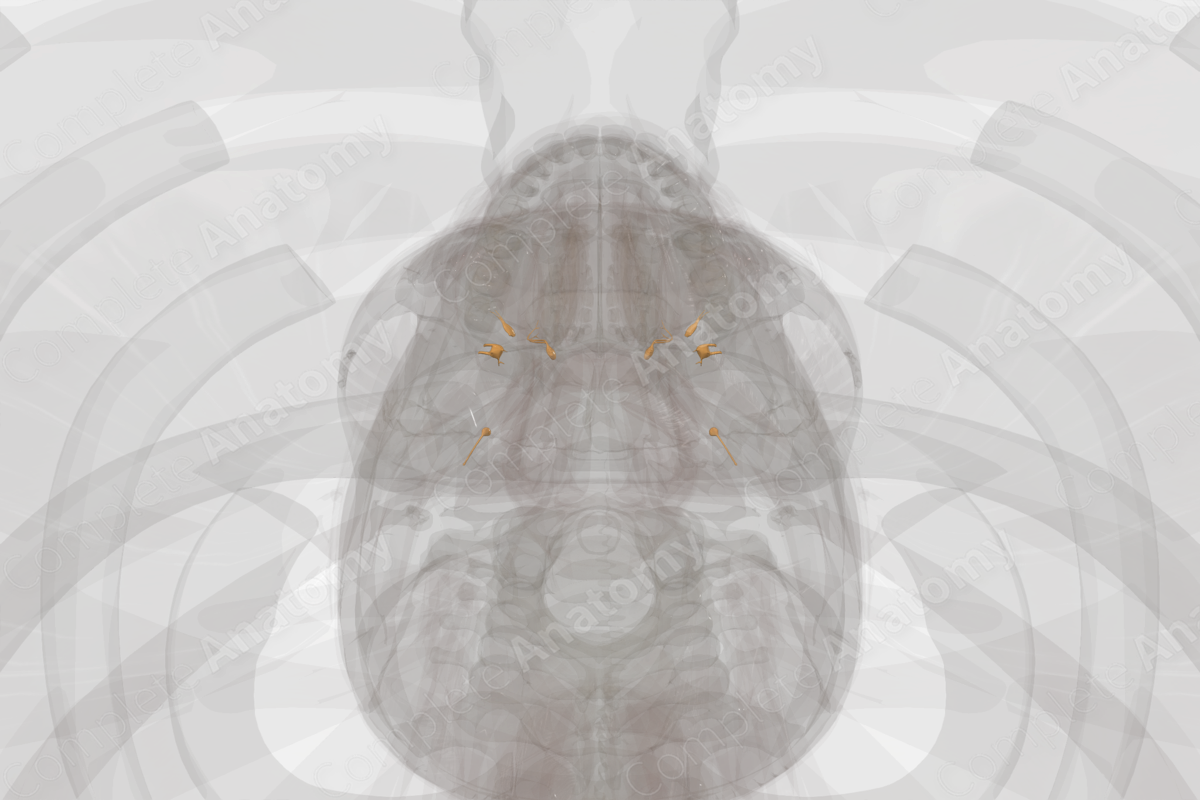 Cranial Part of Autonomic Division
